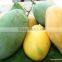 Egyptian Sweet Mango with little Fiber (Kit-Kent)