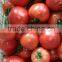 Fresh Tomato Exporter