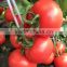 2016 High quality big red Tomato seeds for growing- Chubbiness No.7