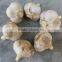 Supply China Fresh Garlic Crop Harvest