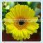 Gerbera type Fresh Gerbera cut flowers and stem part wholesale