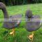 goose decoys/ hunting goose decoys/goose hunting bait