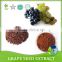 Natural 95% OPC Grape Seed Extract powder for antioxidant