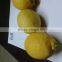FRESH ADALIA LEMON 2014