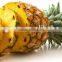 bulk dried fruit ring Pineapple dried bulk dried fruit ring