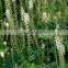 Standard Herbal Extract Black Cohosh Extract Powder with Antibacteria Triterpene Glycosides 2.5%,5%,8%