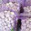 China Garlic in Hot Sale to Export