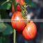 Early Maturity Hybrid Tomato Seeds Best Quality for Plant