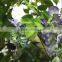 Home garden deco 50cm to 400 cm hight artificial purple or white large Chinese wistaria EDHS1501 1601