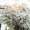 Fire Proof Artificial Blossom Tree Fake Flower Tree for Festival Decoration Factory Direct LGH15-04