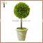 decorative single prserved boxwood ball tree