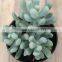 Echeveria Decorative Plants Echeveria, Succulent Plants, Tropical Plants