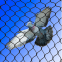 Anti Bird Netting Poultry Fencing Bird Barricade Netting