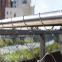 High-Durability Stainless Steel Wire Rope Net for Garden and Farm Safety