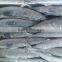 Frozen pacific saury scientific name Cololabis saira