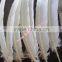 Natural White Indian Turkey Feather For DIY Decoration