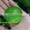 NATURAL GREEN LEMON/LIME/GREEN CITRUS WITHOUT SEED FROM VIETNAM FOR SALE