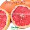 Grade A fresh Grapefruit