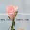 For Wedding Decoration Rose Flowers Organic High Quality Pink Flower From China