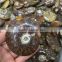 Natural Polished Ammonite Snail Crystal Fossils For Sale