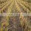 Vetiver Oil