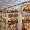 Shiitake logs (Spawn)