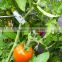 High Quality Vegetable Garden Plastic Tomato Clips