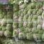 artificial moss ball , moss panel, moss mat for wall decoration