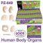 Crazy Water Growing Human Body Organs