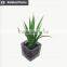 Mini decorative home and office table potted succulent plant