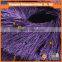 Polyester yarn supplier hot cheap wholesale OEKO-Tex Standard quality 100 polyester beads yarn for knitting