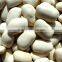 organic white kidney bean