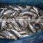 Sea Frozen 100-150g Horse mackerel or sacd from China