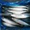200-300G sea frozen pacific mackerel