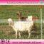 wire farm fence(manufacturer)