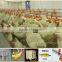 Modern Designed Poultry Feeding Equipment for Broiler and Breeder
