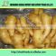 Hot Sale factory direct supply Fresh Ginger, chinese fresh ginger,organic