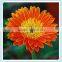 Gerbera type Fresh Gerbera cut flowers and stem part wholesale