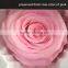 China colors natural preserved fresh flower preserved rose for your best love