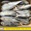 High Quality Horse Mackerel For Africa With All Size