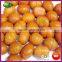 Frozen Roasted Chestnuts Kernels