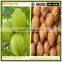stainless steel green walnut skin peeling machine