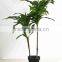 SJ030910 Factory wholesale garden decorative Brazil wood plant