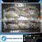 Whole Cuttle Fish for Bulk Sale from Reputed Supplier
