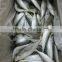 Sea Frozen Horse Mackerel