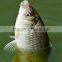 water soluble mesh pva fishing net