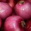 Shandong Onion Quality Red Onion Exit Red Onion Fresh Onion Price