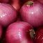 Organic Onion Premium Low Price Fresh Onions Shandong Export Red Onion Fresh Onion Price