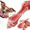 Bite-resistant molar bone dog bite stick rubber chew dog toy