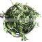 Best price centella leaf/Good quality gotu kola leaves from Vietnam